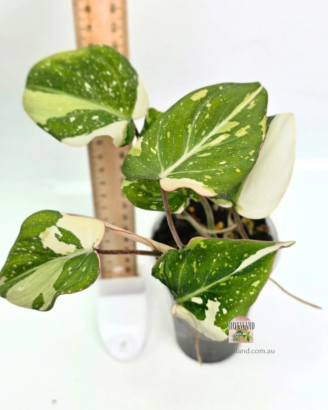 🍂   Philodendron Gloriosum Variegated C