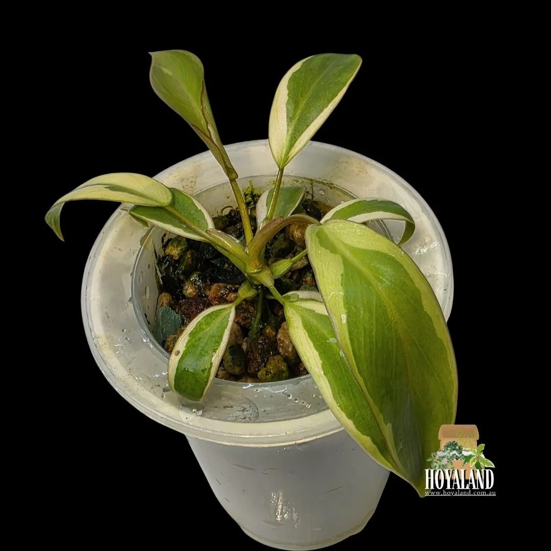 Philodendron atabapoense albo (2).jpg
