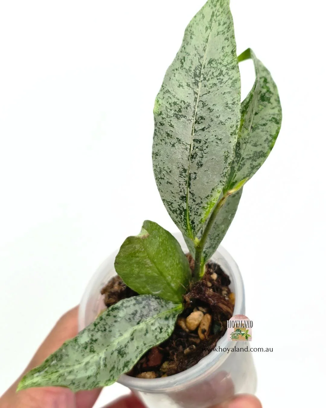 🍂 Hoya amicabilis silver