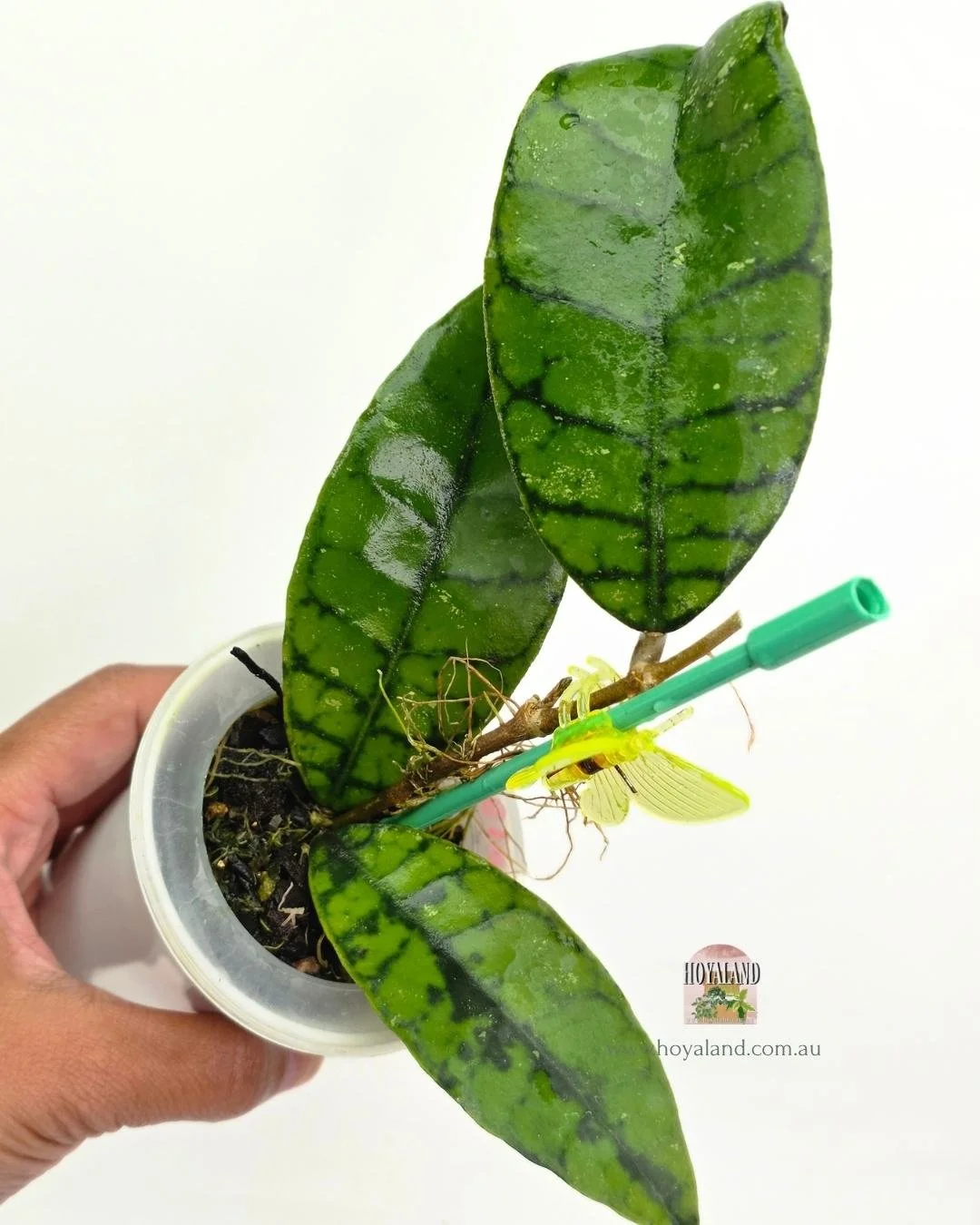 Hoya callistophylla black spot.jpg