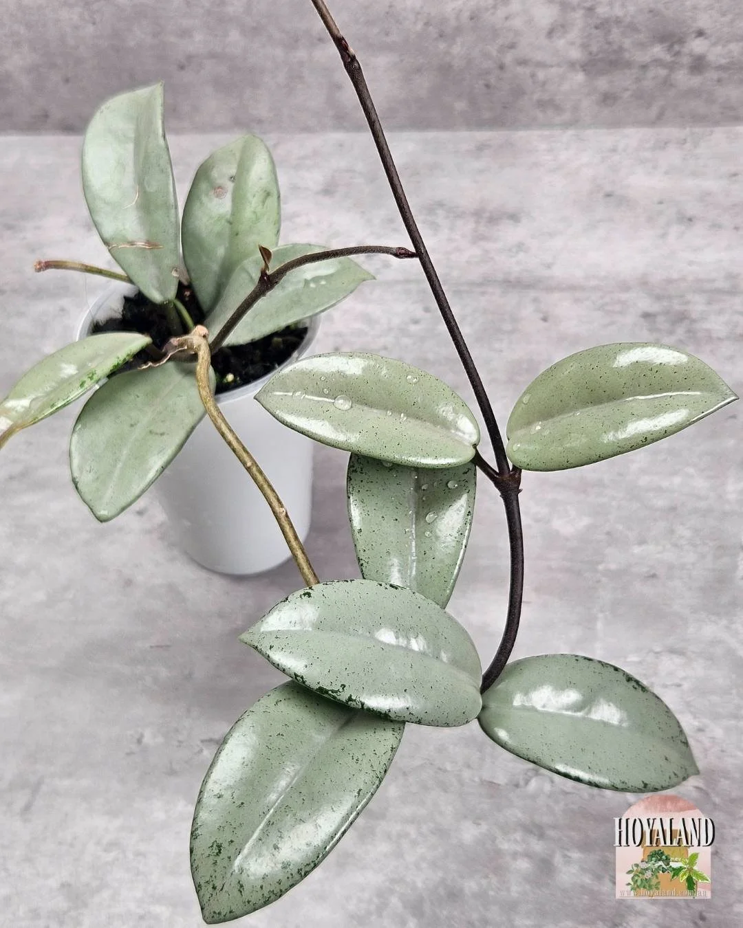 🖤 Hoya Carnosa Wilbur Graves Super Silver 🙏