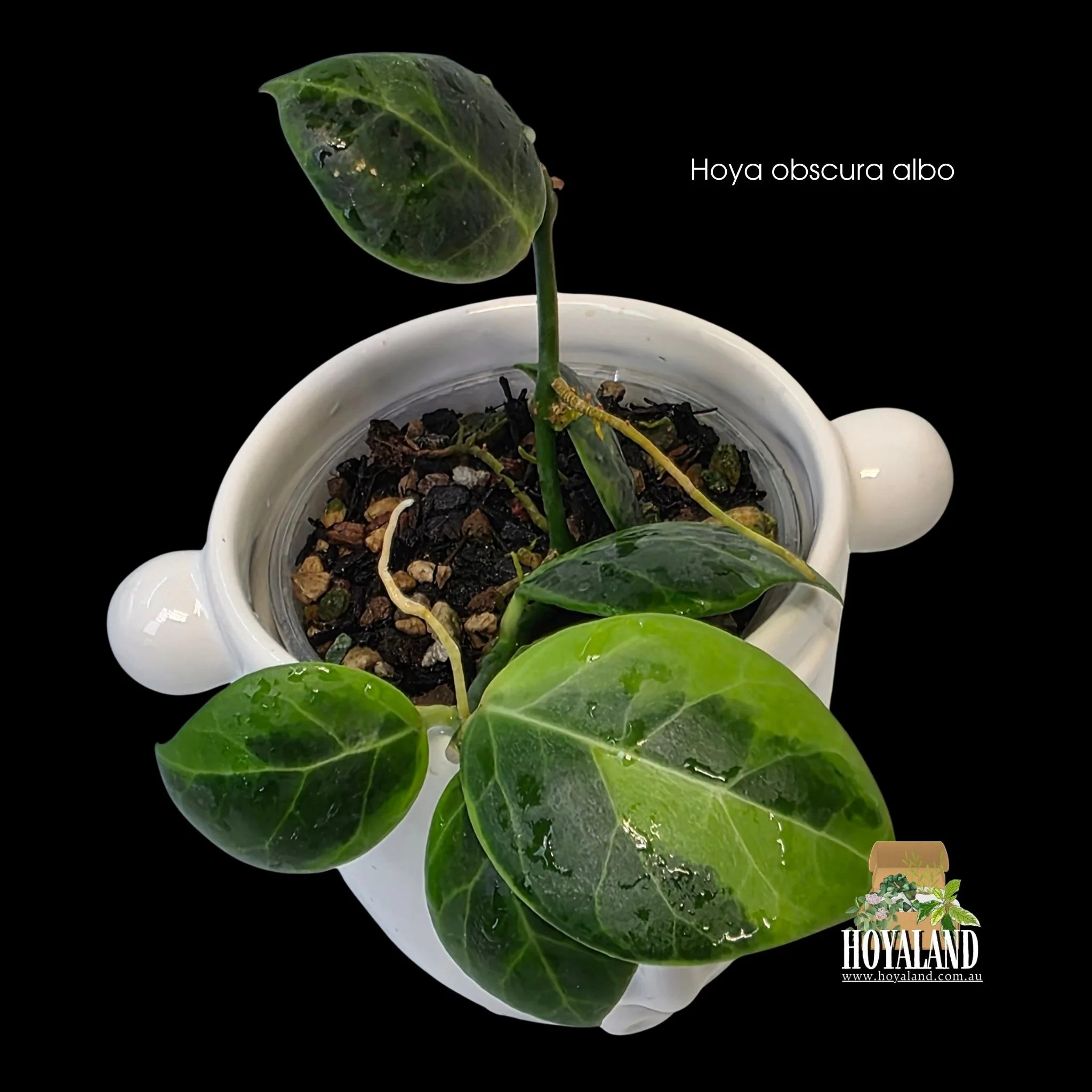 Hoya obscura albo (5).jpg