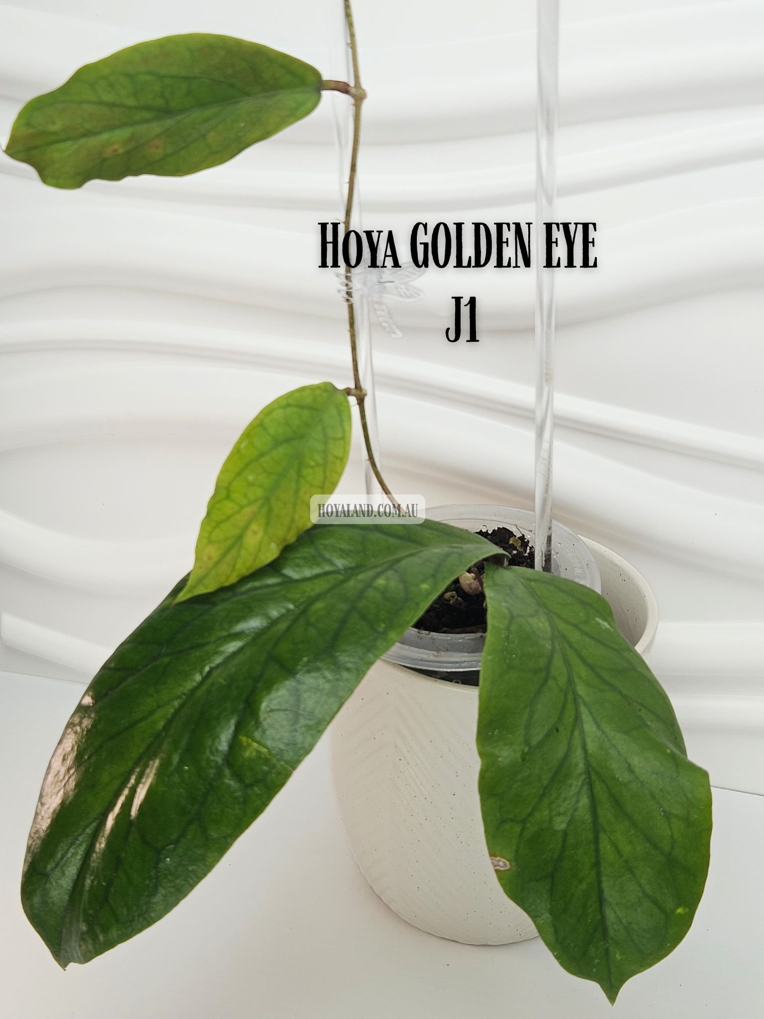 Hoya GOLDEN EYE J1 (3).jpg