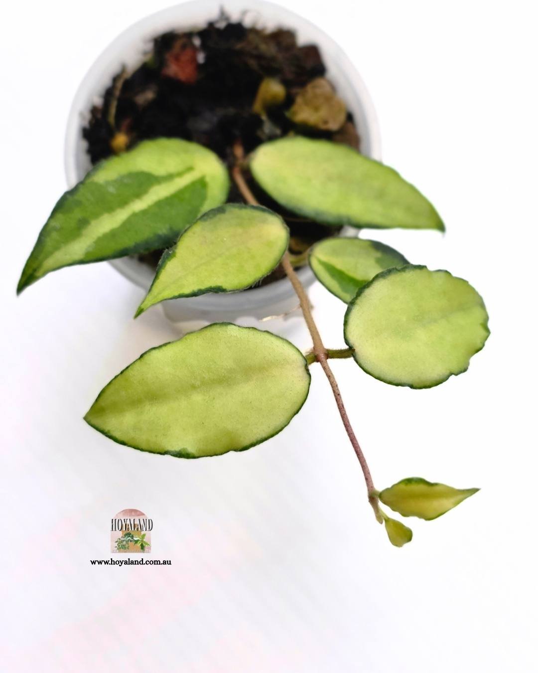 Hoya caudata variegata (2).jpg