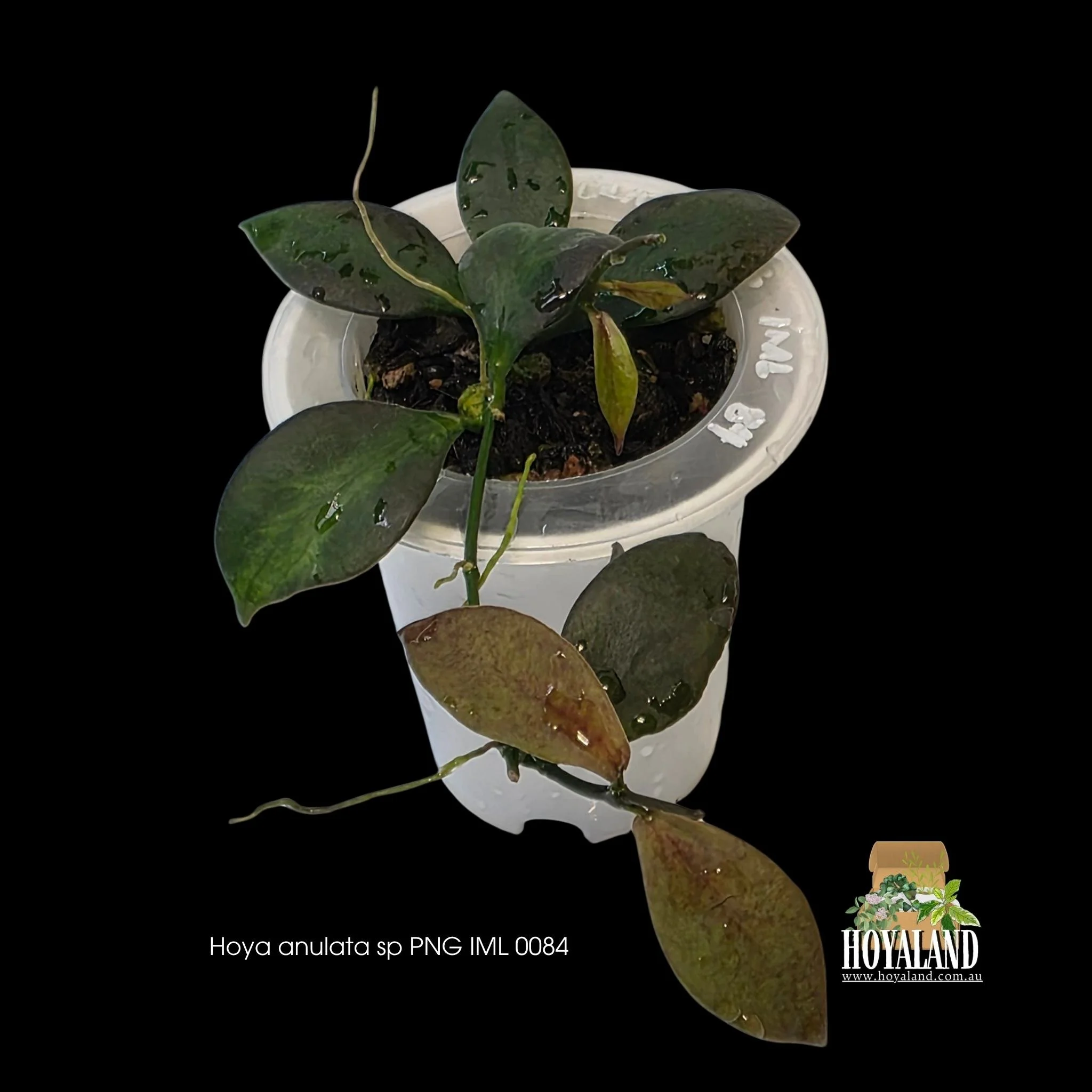 Hoya anulata PNG IML 0084 rare small leaf collector plant showing a compact vining habit with subtle green on green center variegation.