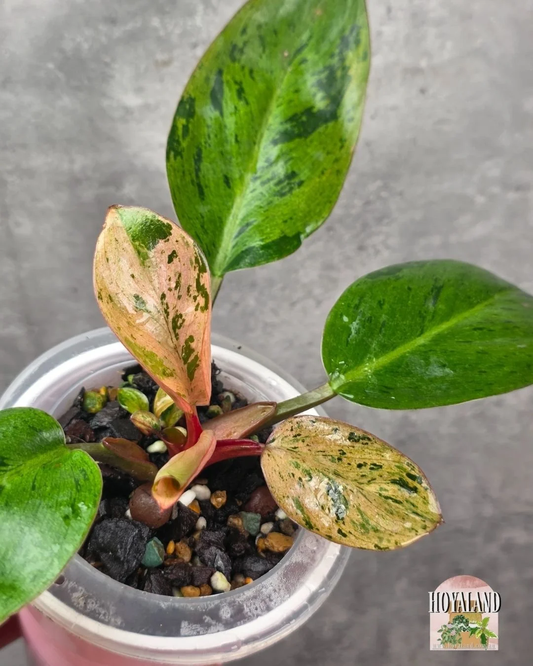 🌞  Philodendron Dwarf Variety Red Congo Mint Variegated 🎇