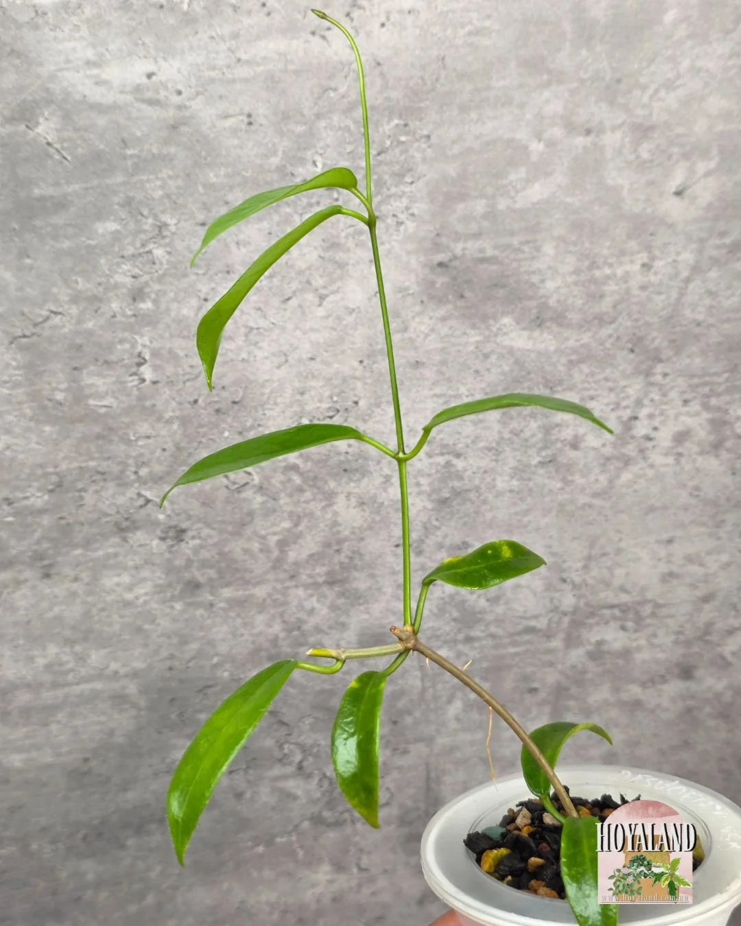 Hoya desveouxensis (2).jpg