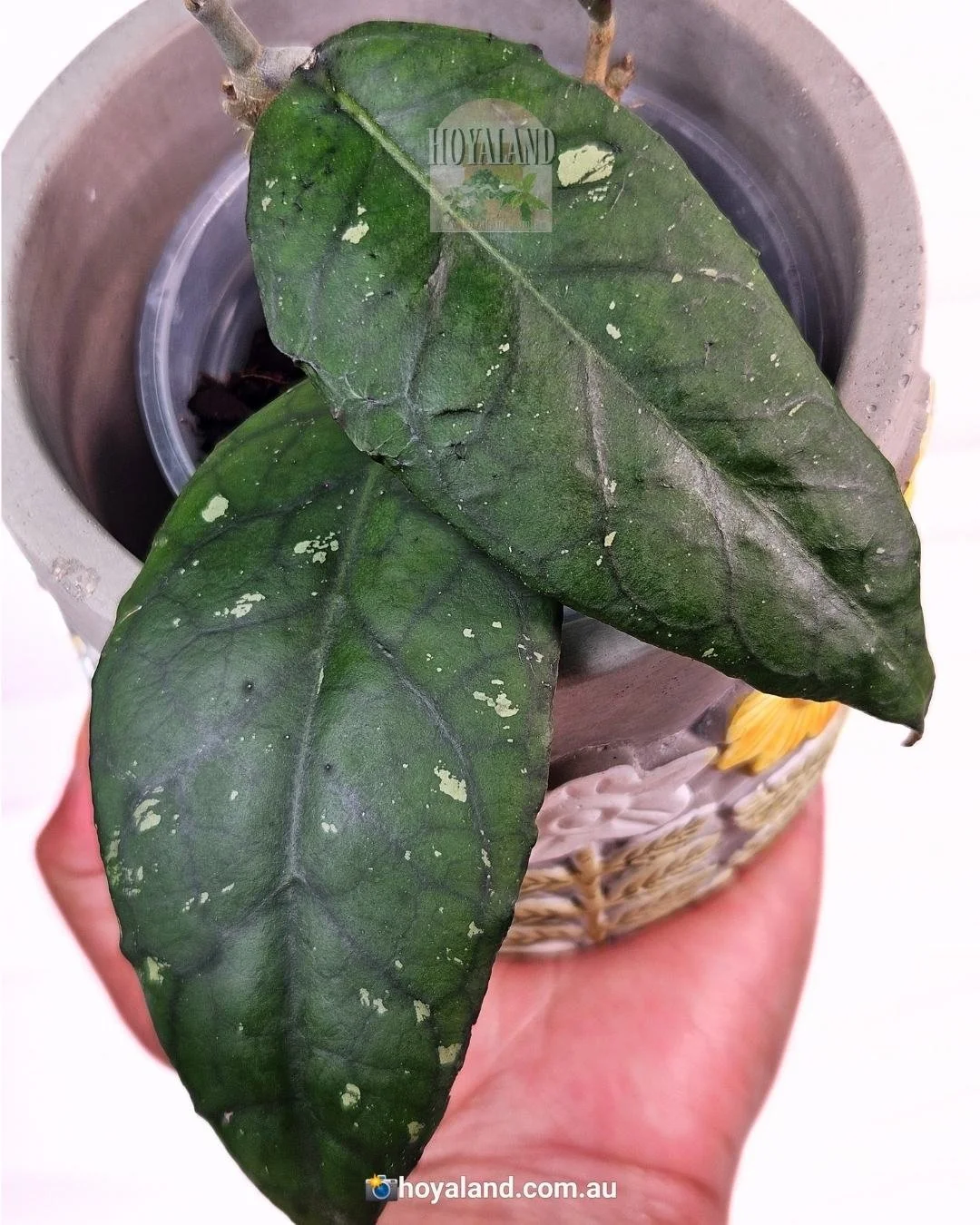 Hoya Aceh 5 (3).jpg