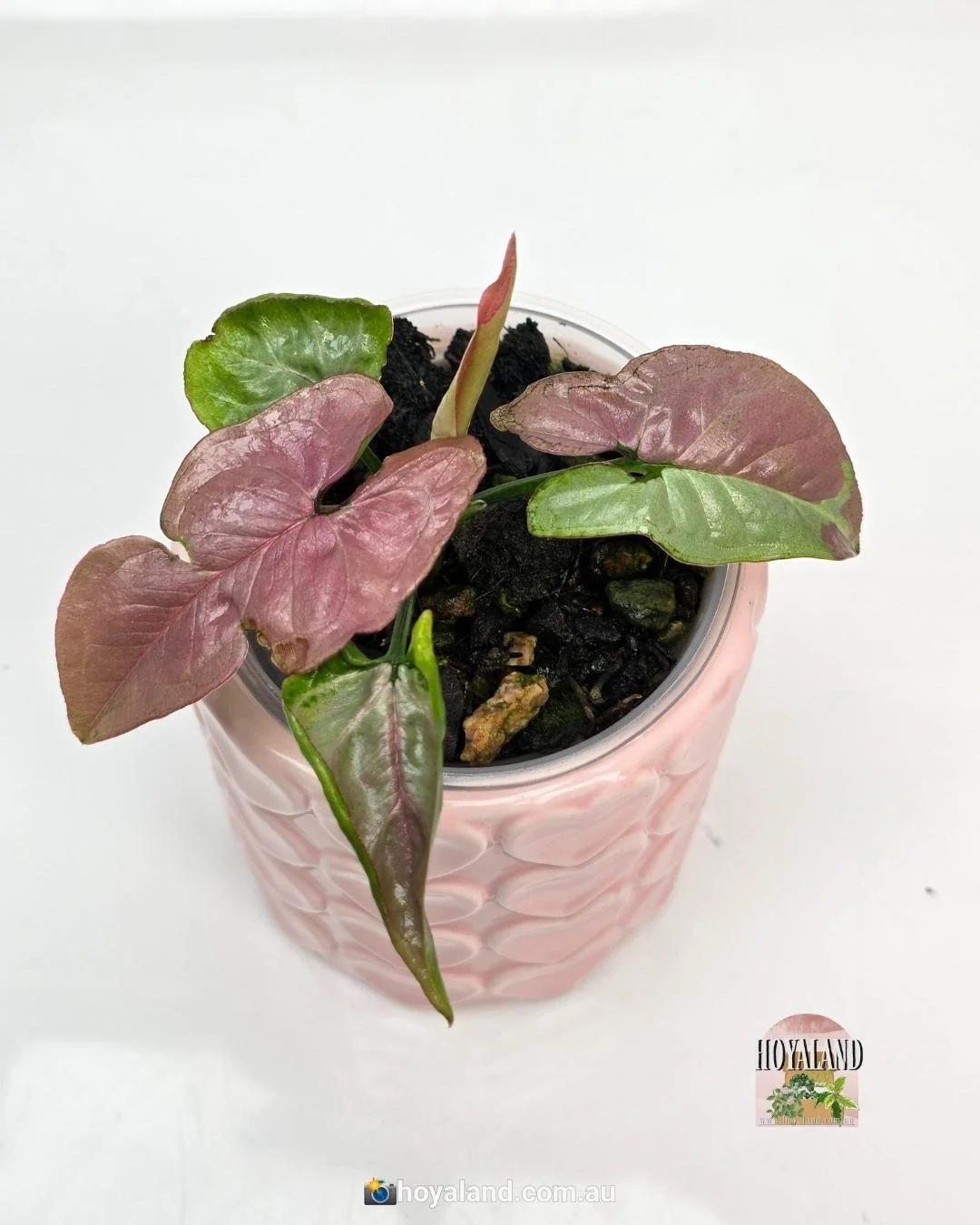 🌞  NEW Syngonium Raspberry Rare 🩷