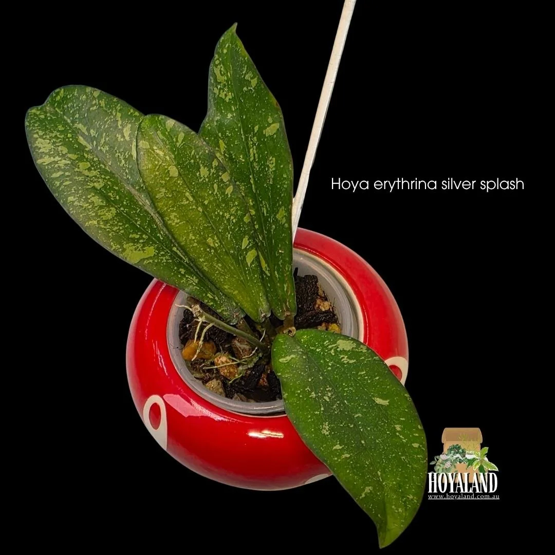 ⛄ Hoya erythrina Silver Splash | Full Silver Parent