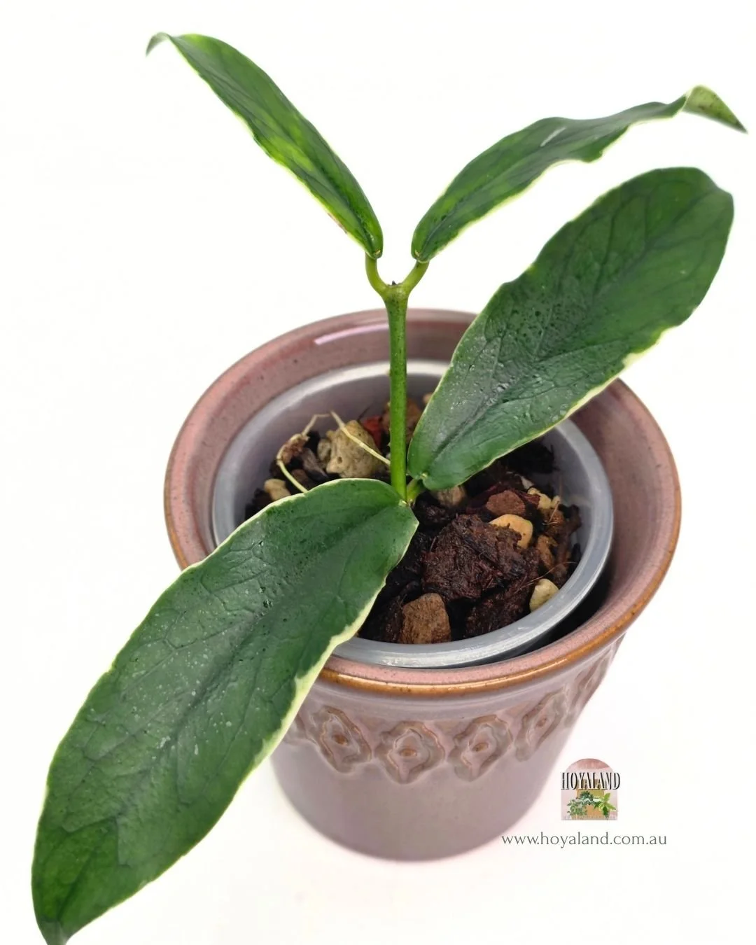 Hoya lobbii albo.jpg