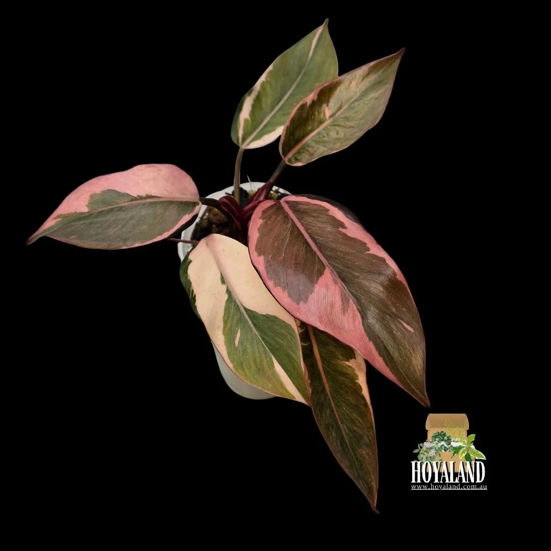 Philodendron pink princess mutation (4).jpg