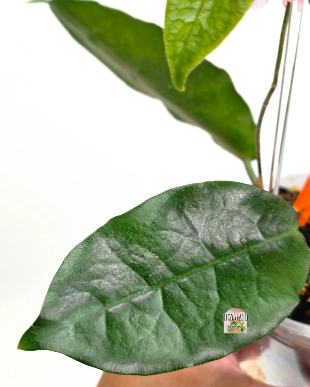 Hoya piestolepsis (6).jpg