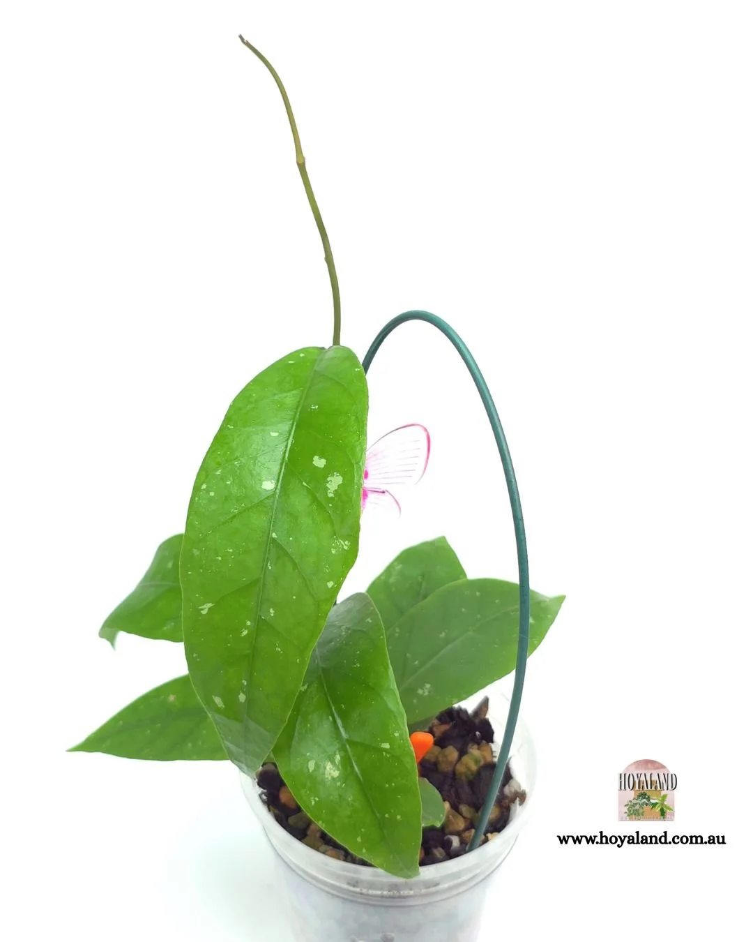 Hoya aceh clone c (3).jpg