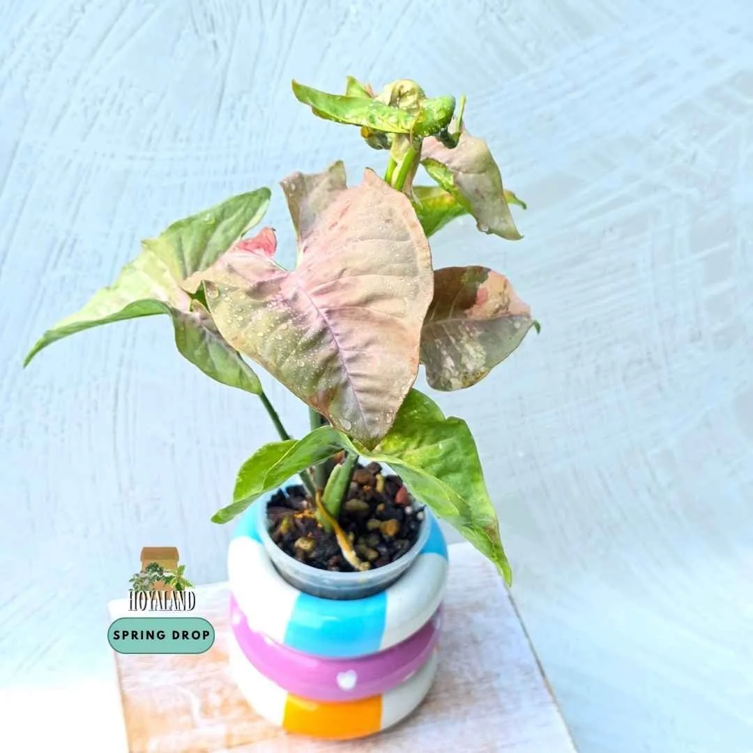 Syngonium double pink variegated 1 (4).jpg