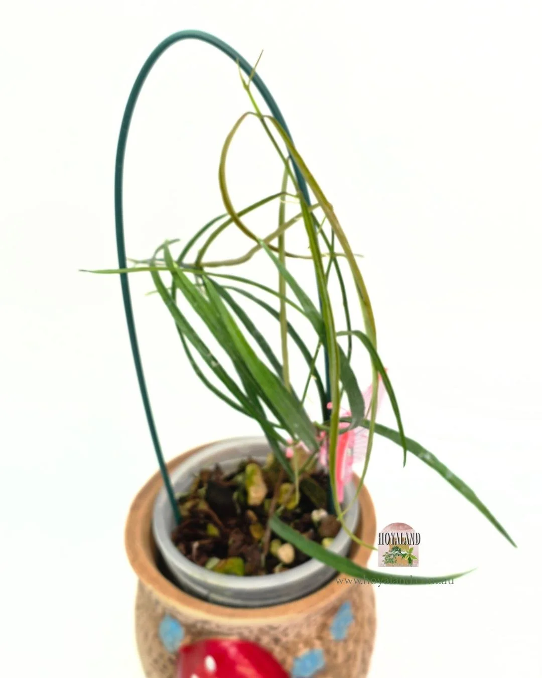 Hoya stenophylla (3).jpg