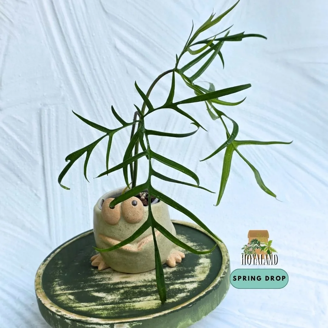 Philodendron polypodioides (Ultra-Rare Species – Skeletonised Laciniate Foliage)