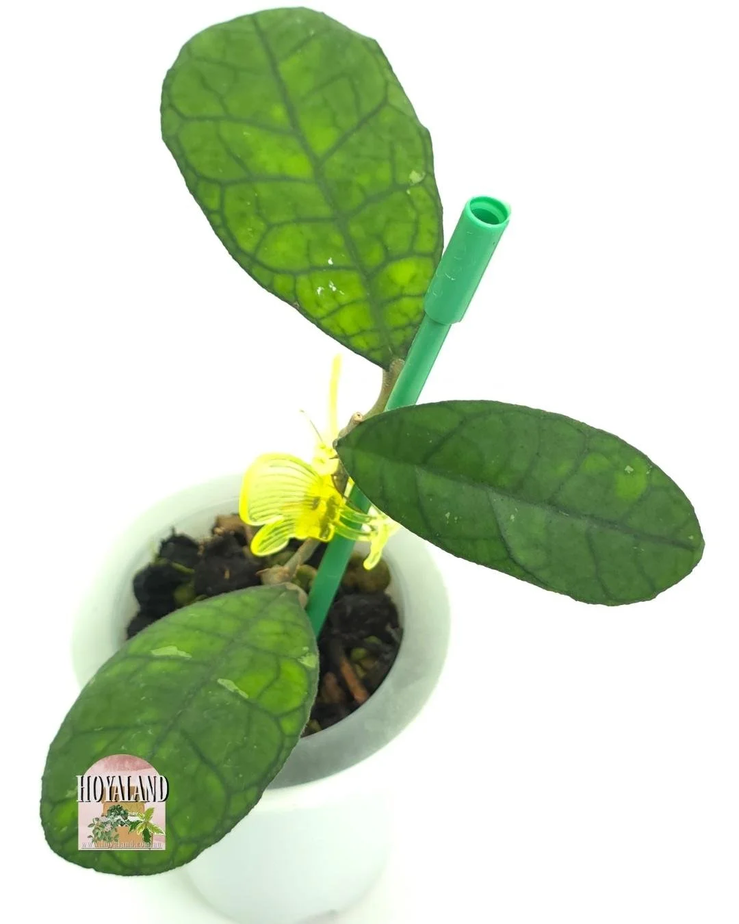 🍂 Hoya finlaysonii (Round) AH 021 Small A