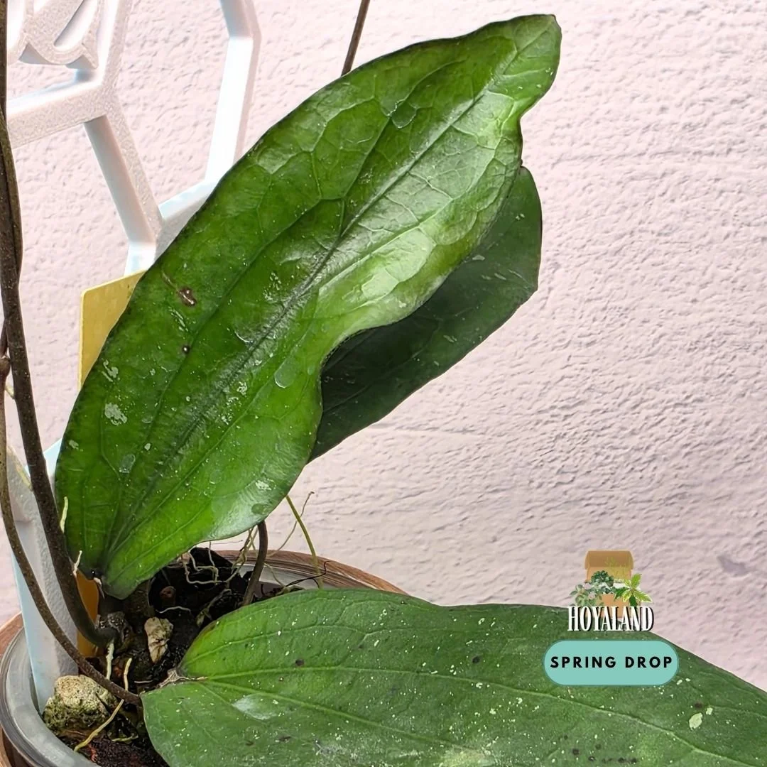 Hoya erythrina bacho (6).jpg