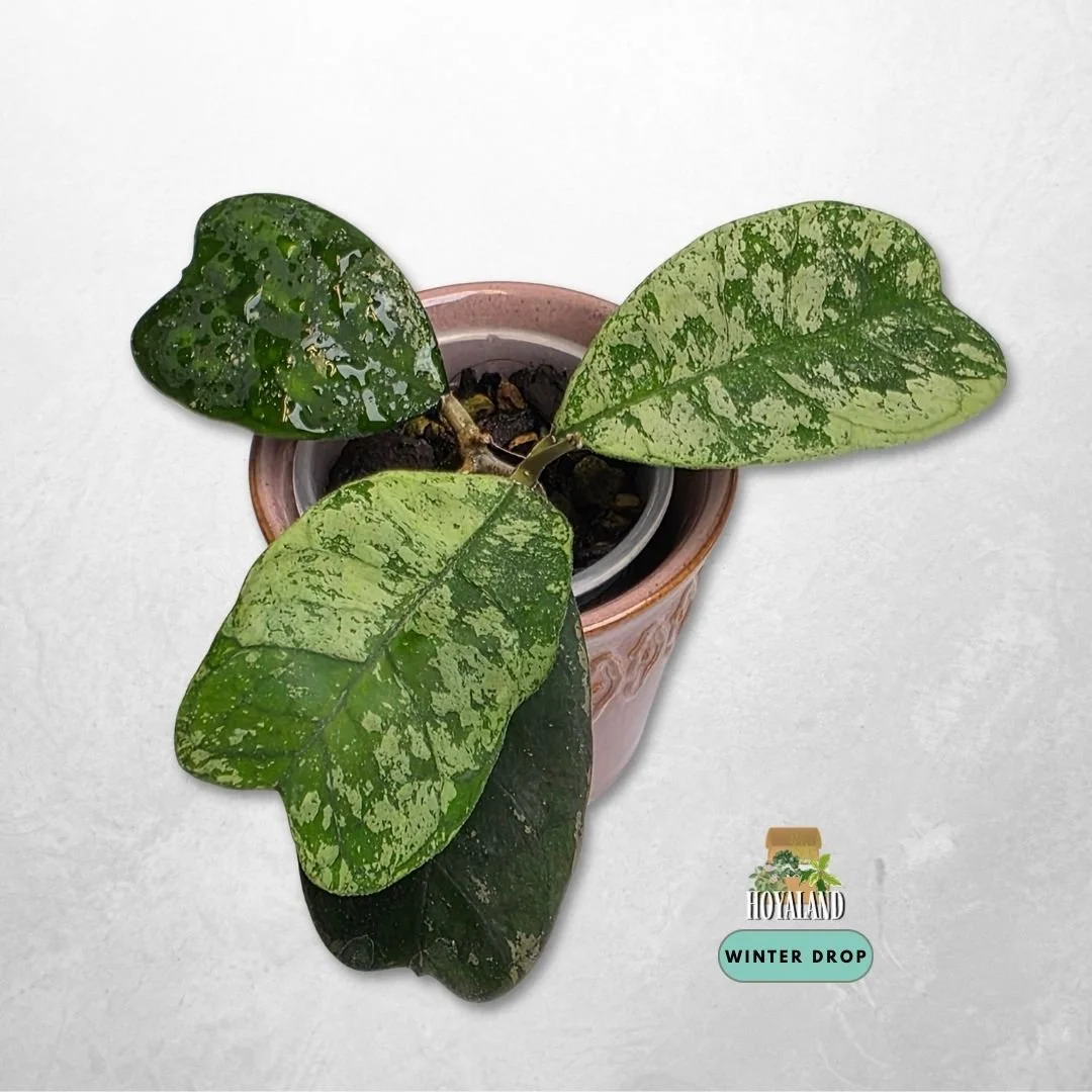 Established Hoya deykeae Morning Dew showing heart shaped leaves with silver splash