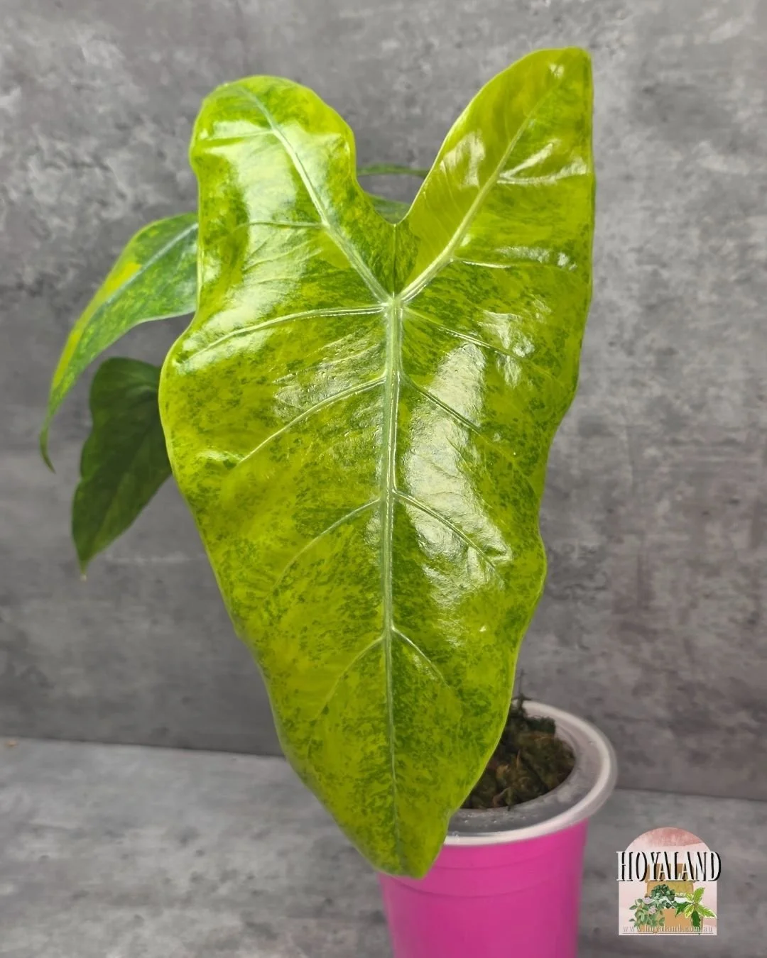 Alocasia longiloba lemon lime.jpg