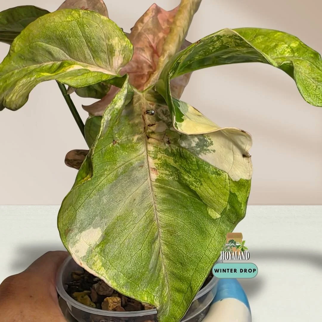 Established Syngonium Double Pink showing intense Pink Splash mutation across deep green arrowhead foliage