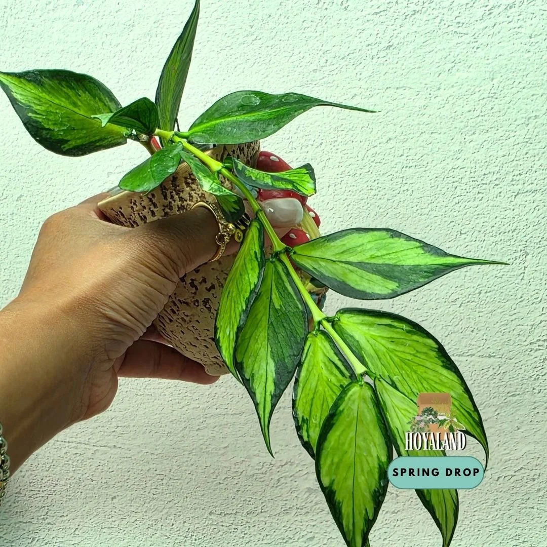 Hoya polyneura variegata medium (4).jpg