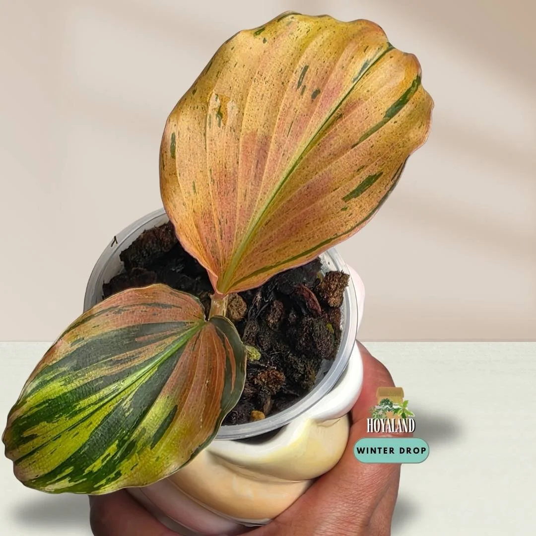 Established Kaempferia pulchra Variegata showing intricate green, orange, bronze, and pink variegated patterns