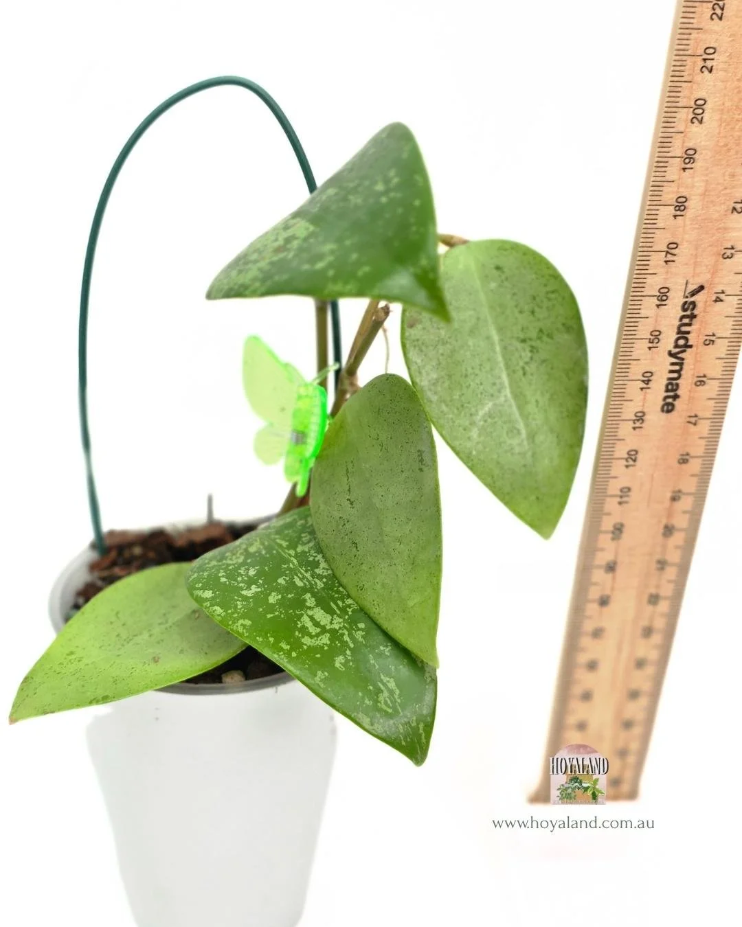 🍂 Hoya  AH 'Aurora'| Silver Splash Hoya | Sun-Stressing Pink Leaves 🍂