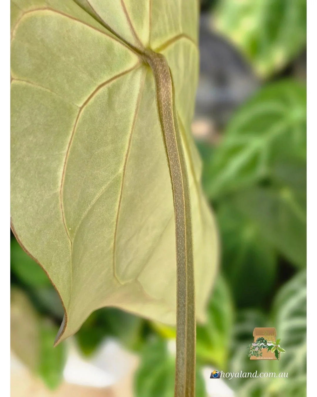 Anthurium Carlablackiea (4).jpg