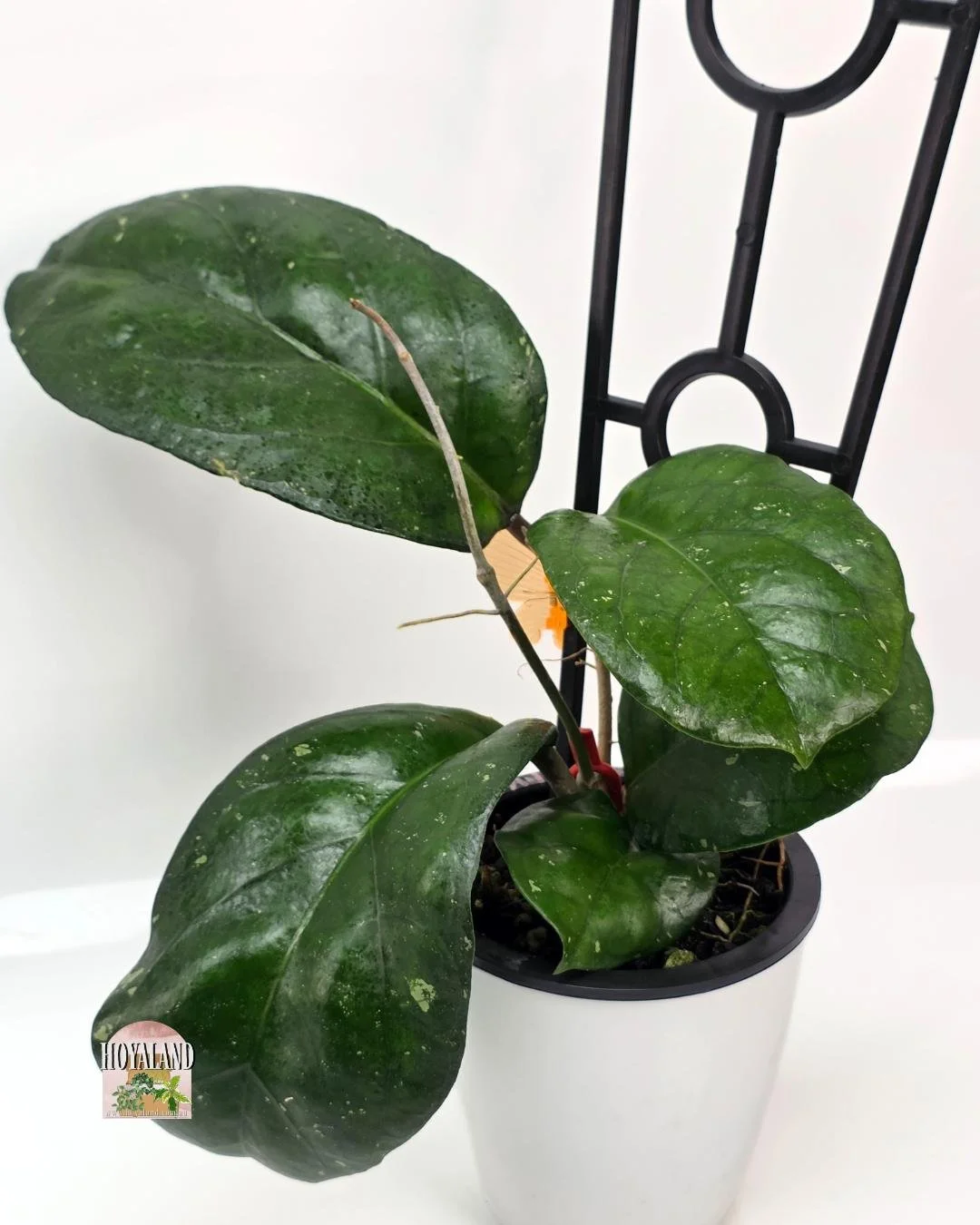 Hoya AH 1025 (3).jpg