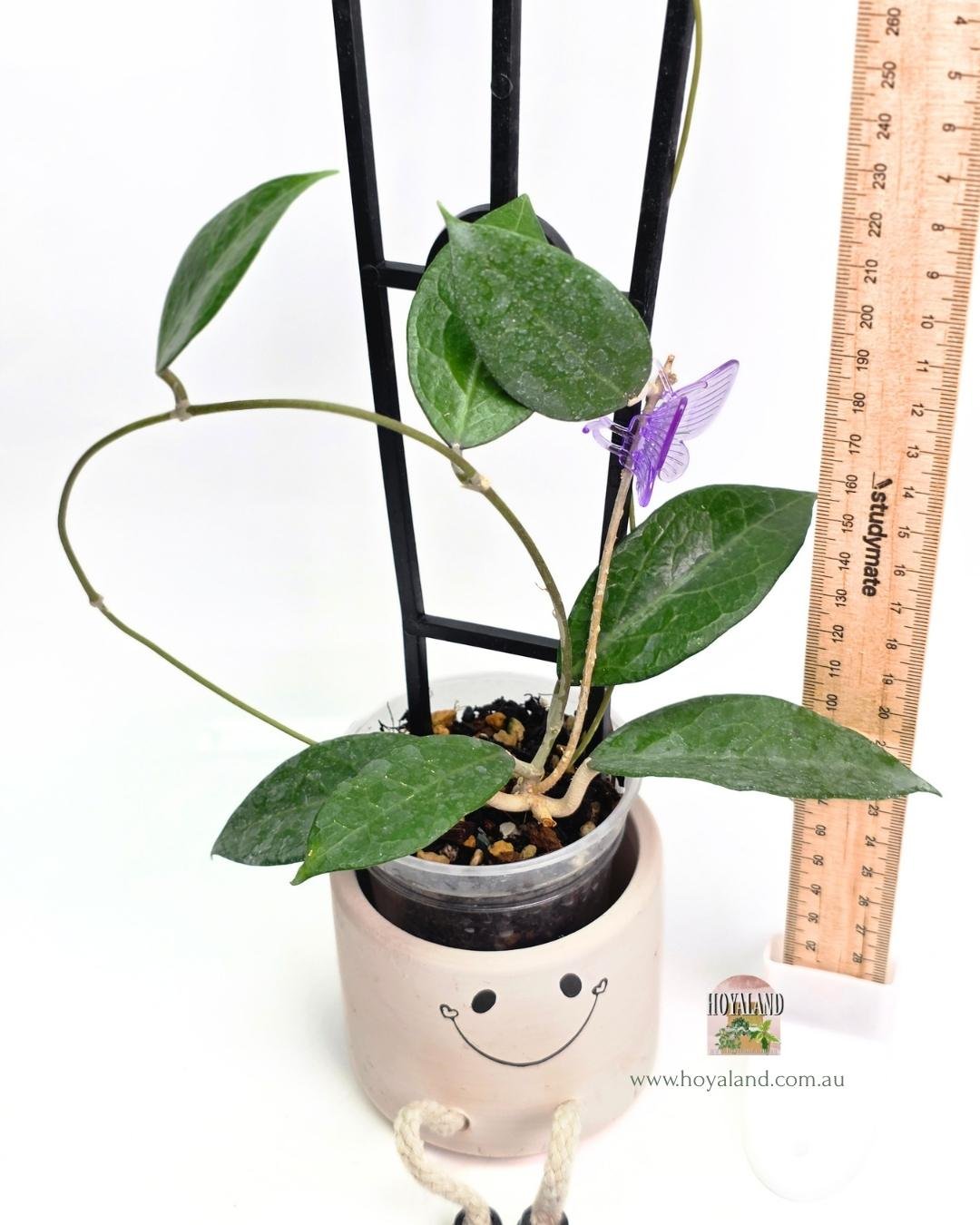 Hoya sumbawa (4).jpg