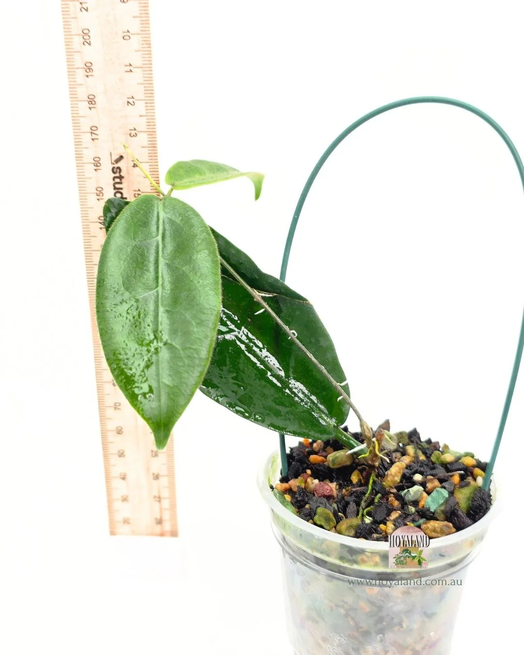 Hoya piestolepsis (2).jpg