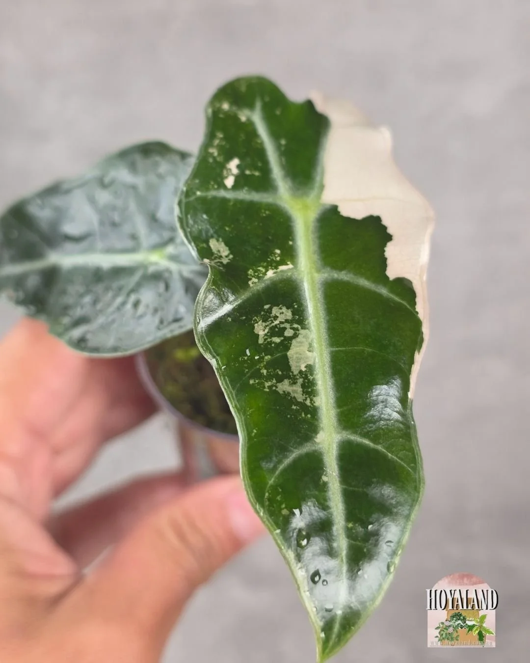 Alocasia Amazonica non tc corm A (5).jpg