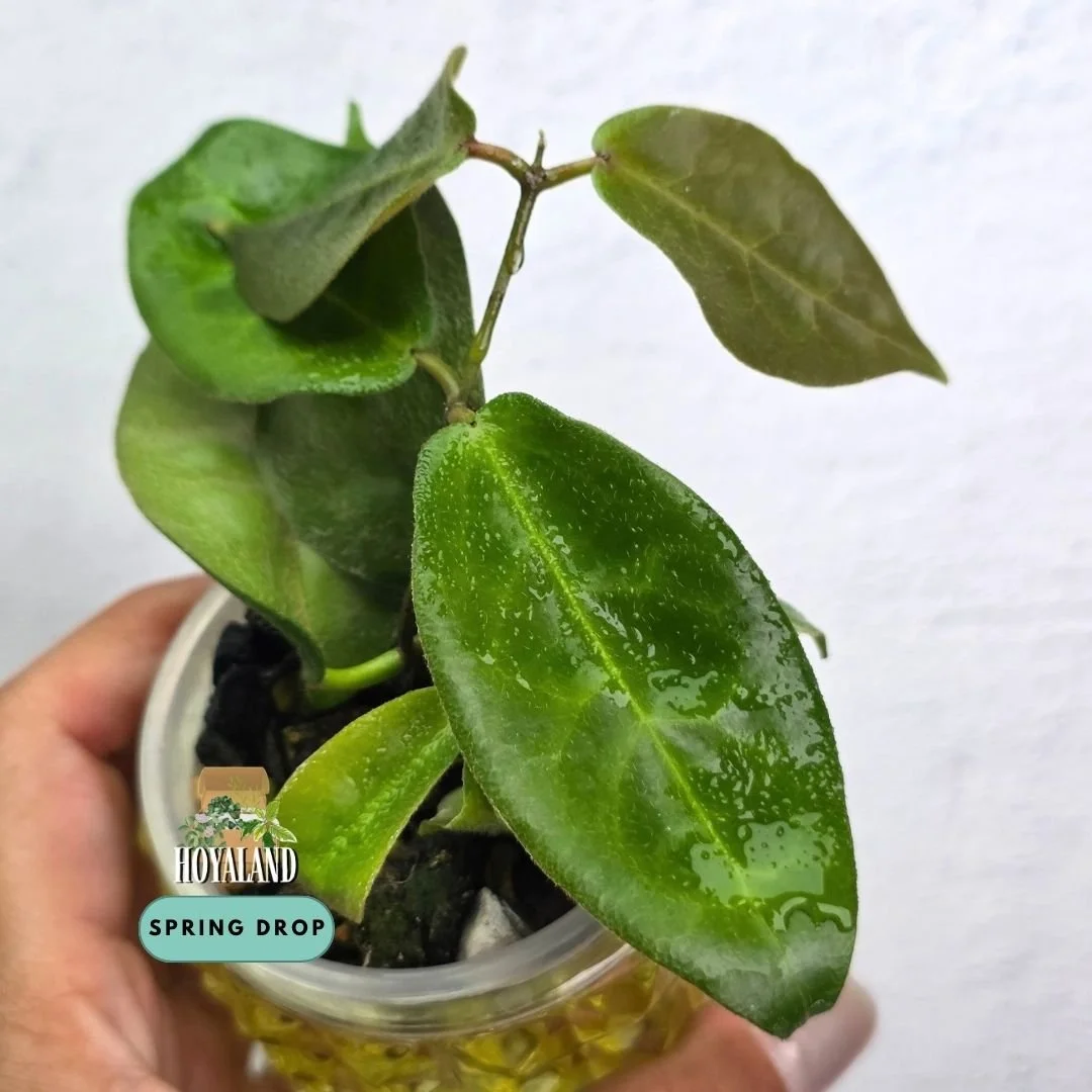 Hoya piestolepsis.jpg