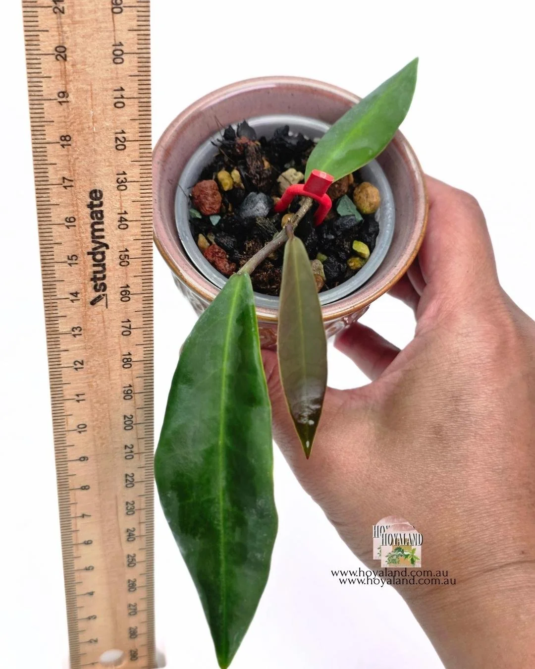Hoya pulchra narrow A (4).jpg