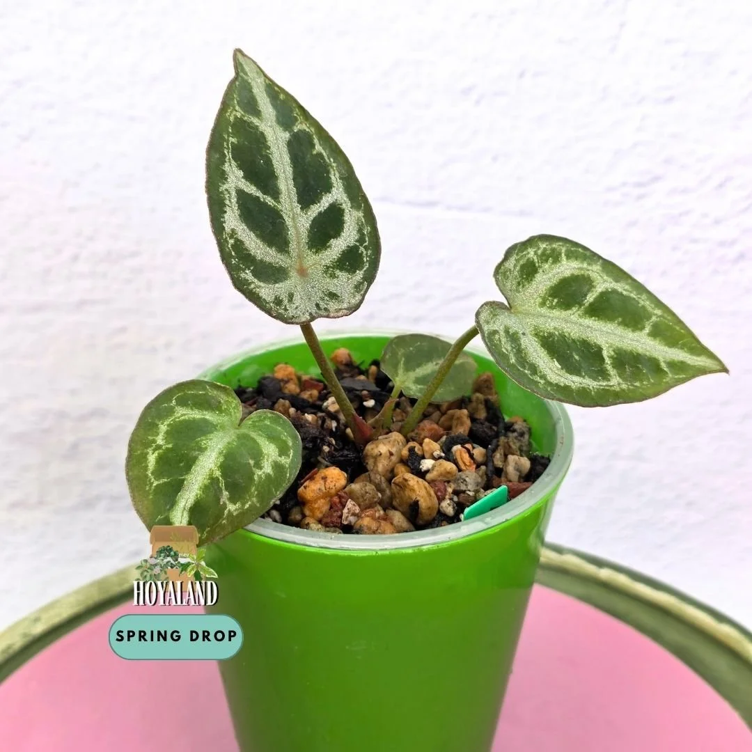 Established seed-grown Anthurium Diamond Forgetii Diamond Shield S1 seedling by Hoyaland showing closed sinus, diamond silhouette, and crystalline silver veins