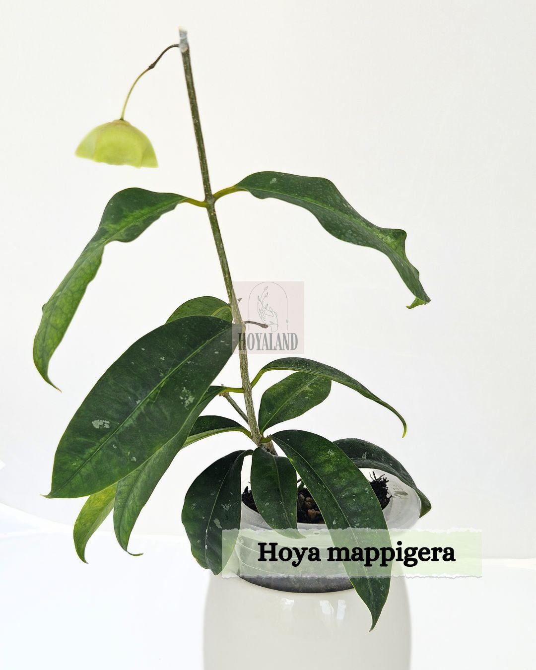 Hoya mappigera (3).jpg