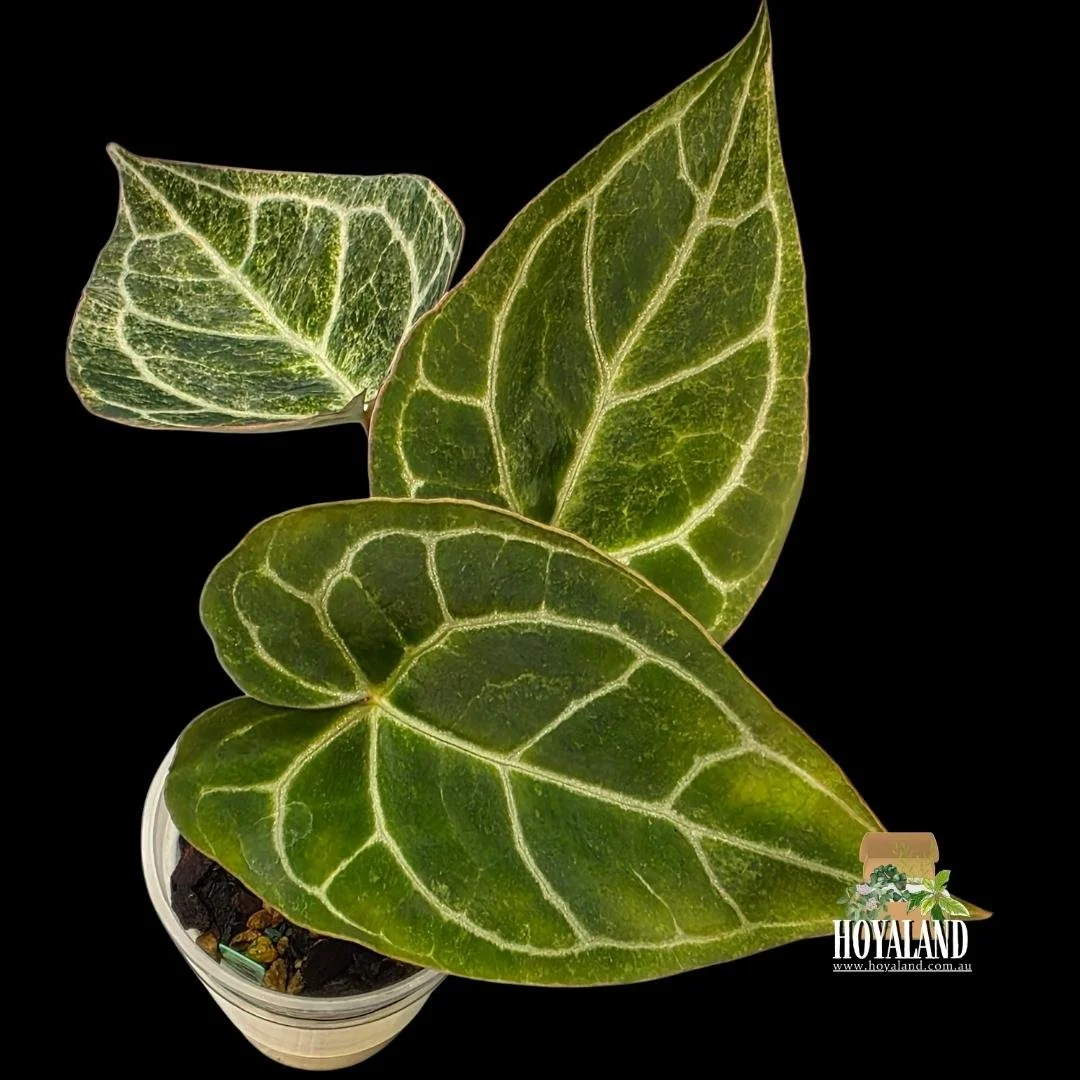 anthurium crystallinum platinum (5).jpg