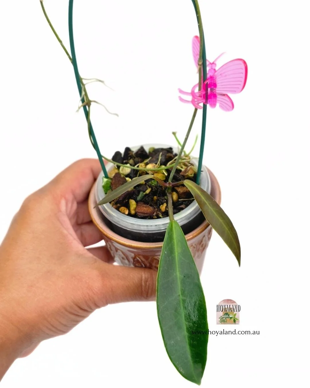 Hoya pulchra narrow B (2).jpg