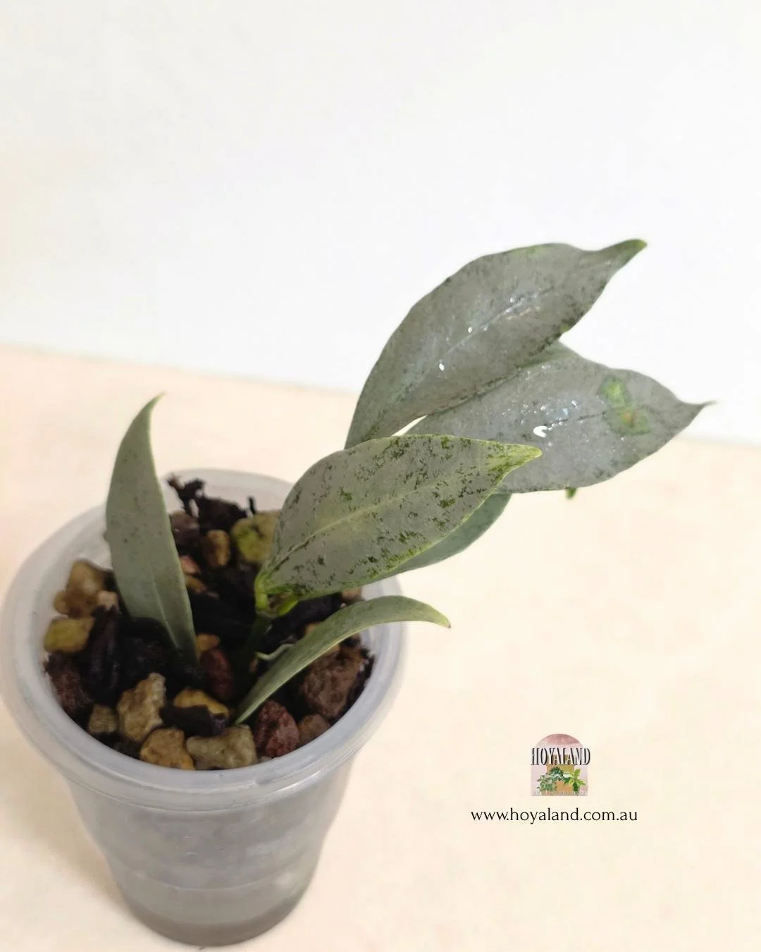Hoya amicabilis silver (2).jpg