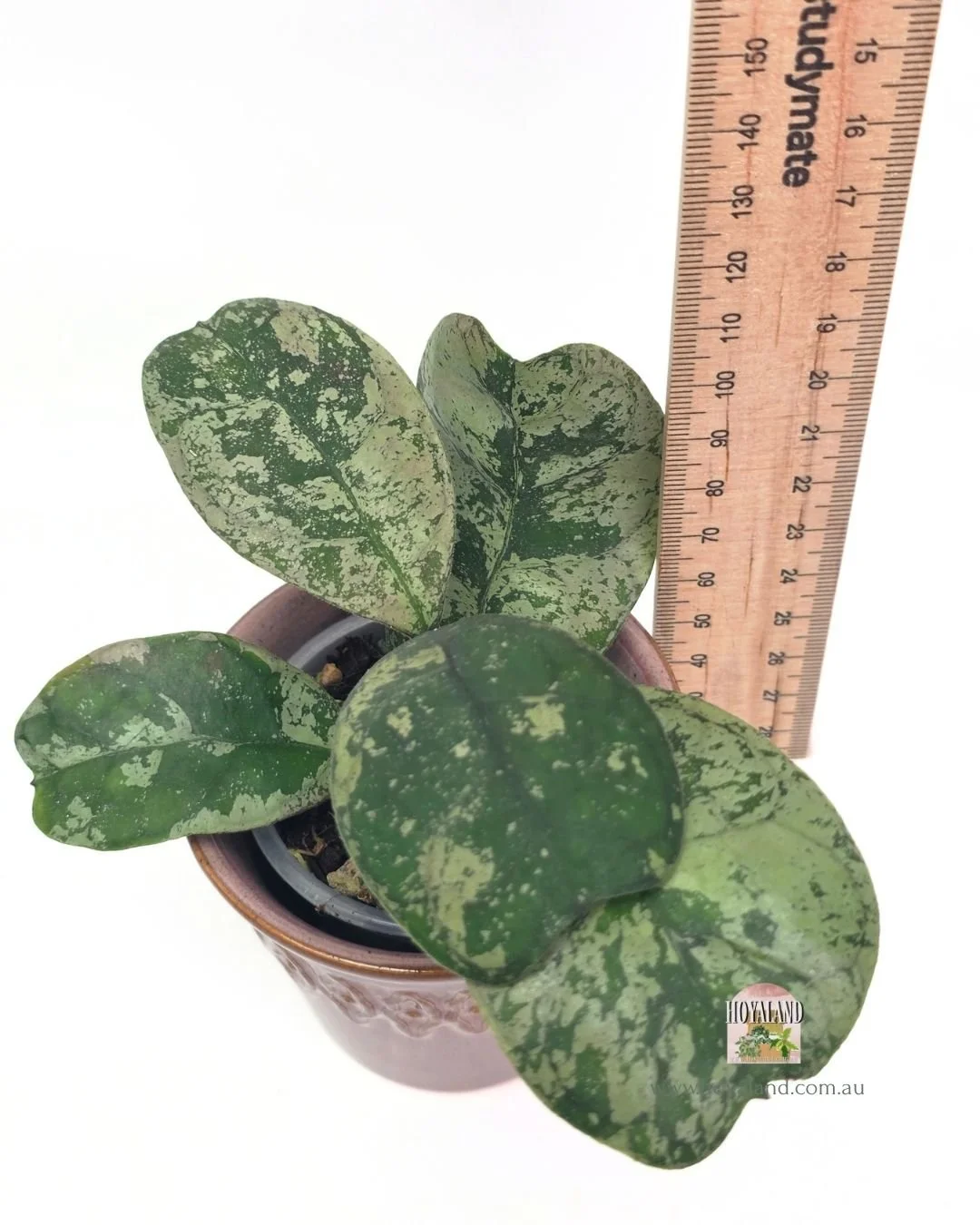 Hoya deykeai morning dew b (6).jpg