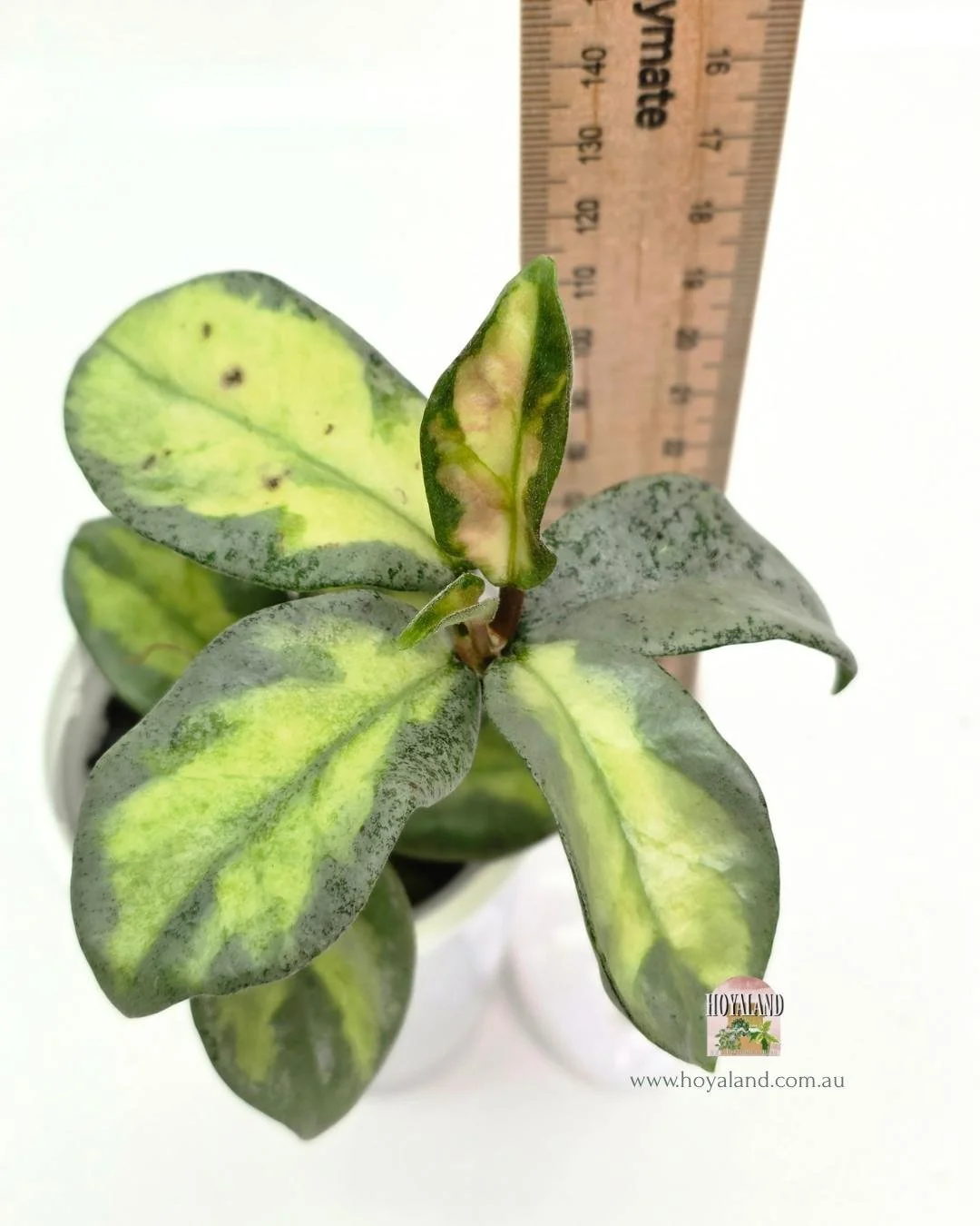 🍂 Hoya Carnosa Argentea Princess Rare