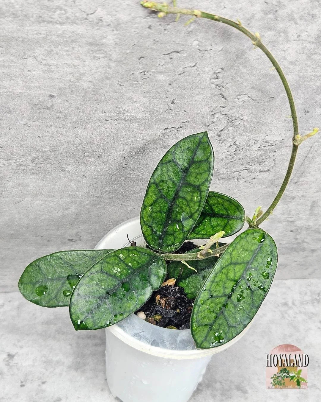 Hoya sichuanensis a (3).jpg