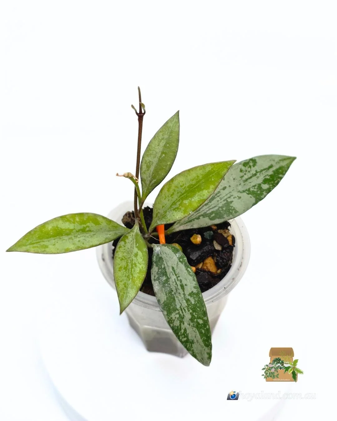 Hoya Rosita Silver 1 (6).jpg