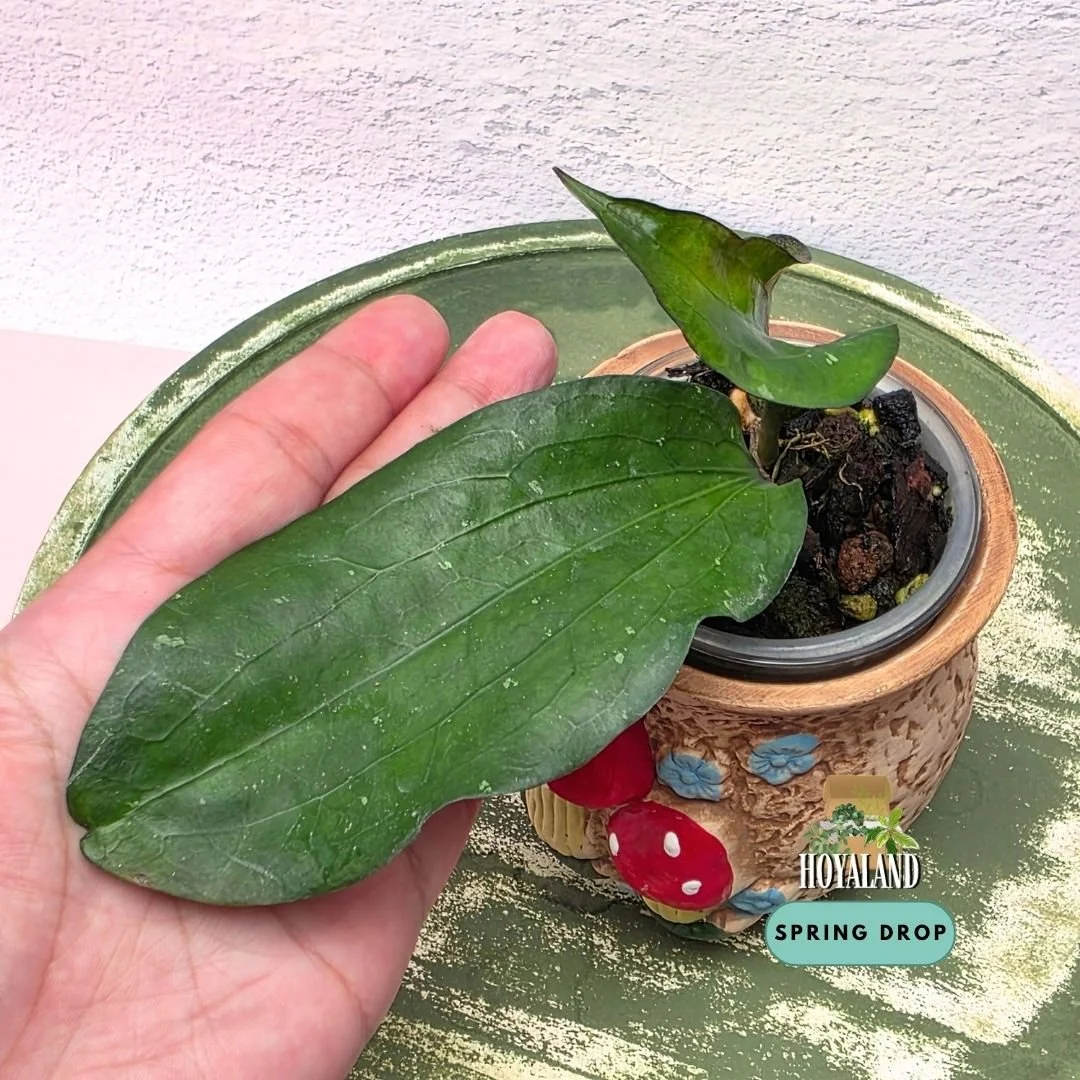 Hoya erythrina 'Bacho' (Large Broad Undulate Foliage & Carved Veins) B