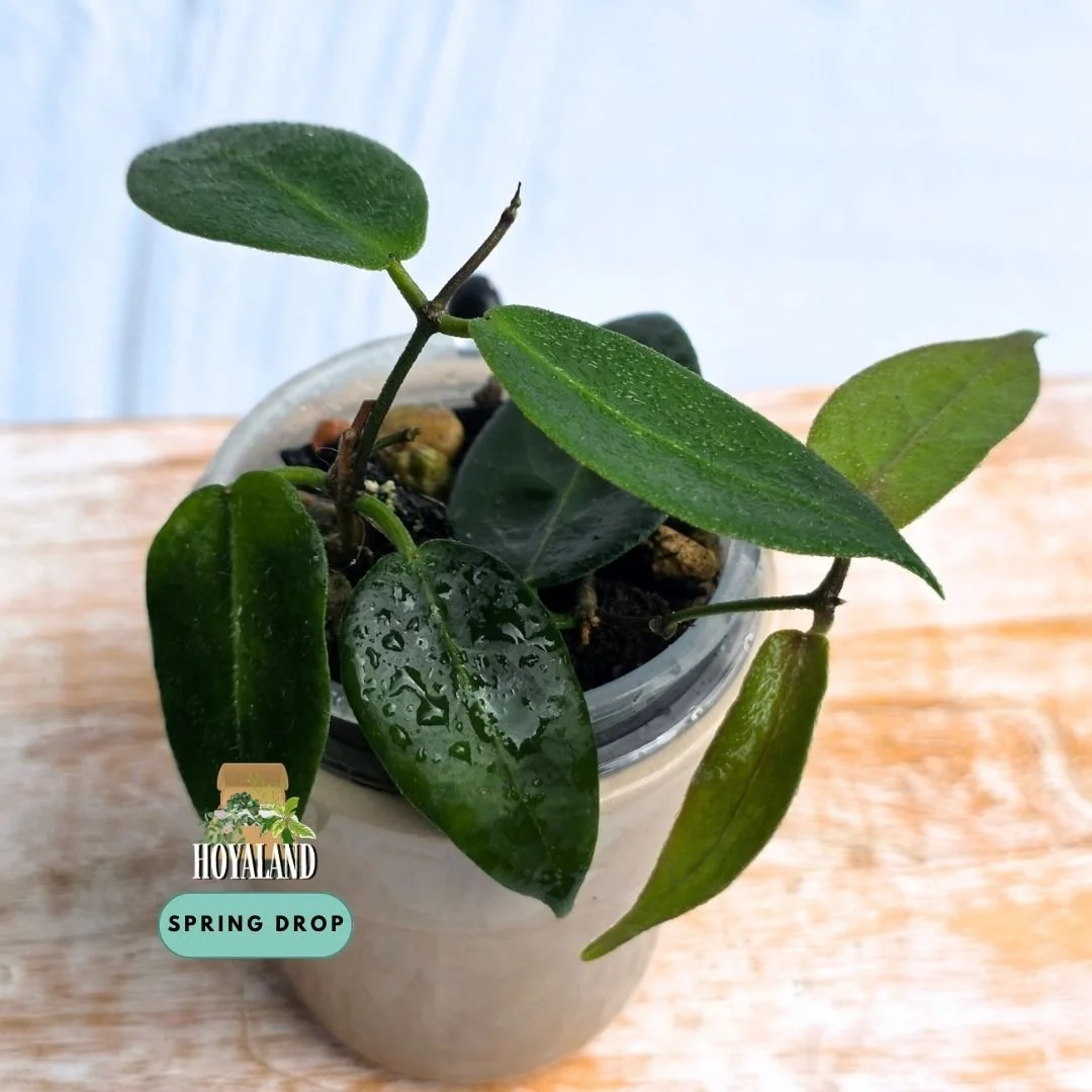 Hoya piestolepsis (3).jpg