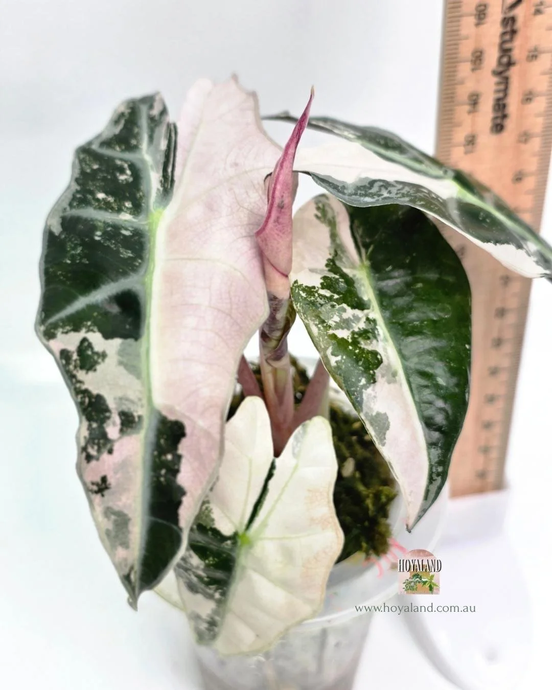 🍂 Rare  Alocasia Amazonica Variegata from Corm | Non TC