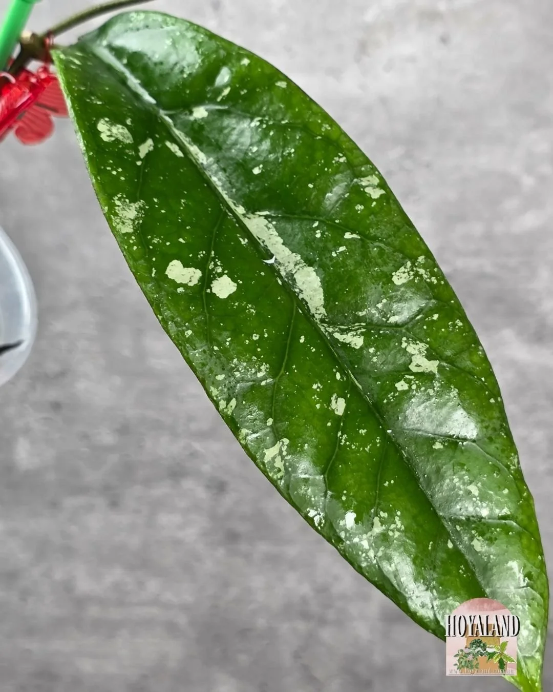 Hoya sp Tabalong Splash (5).jpg