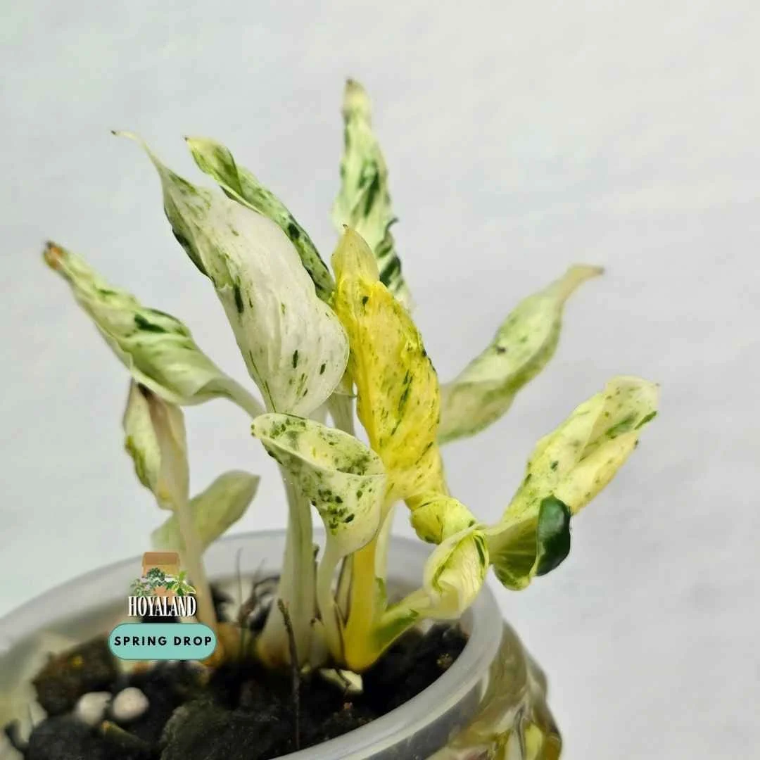 Established Epipremnum Teruno Love Song showing distinct textured twisted leaves with creamy chartreuse variegation